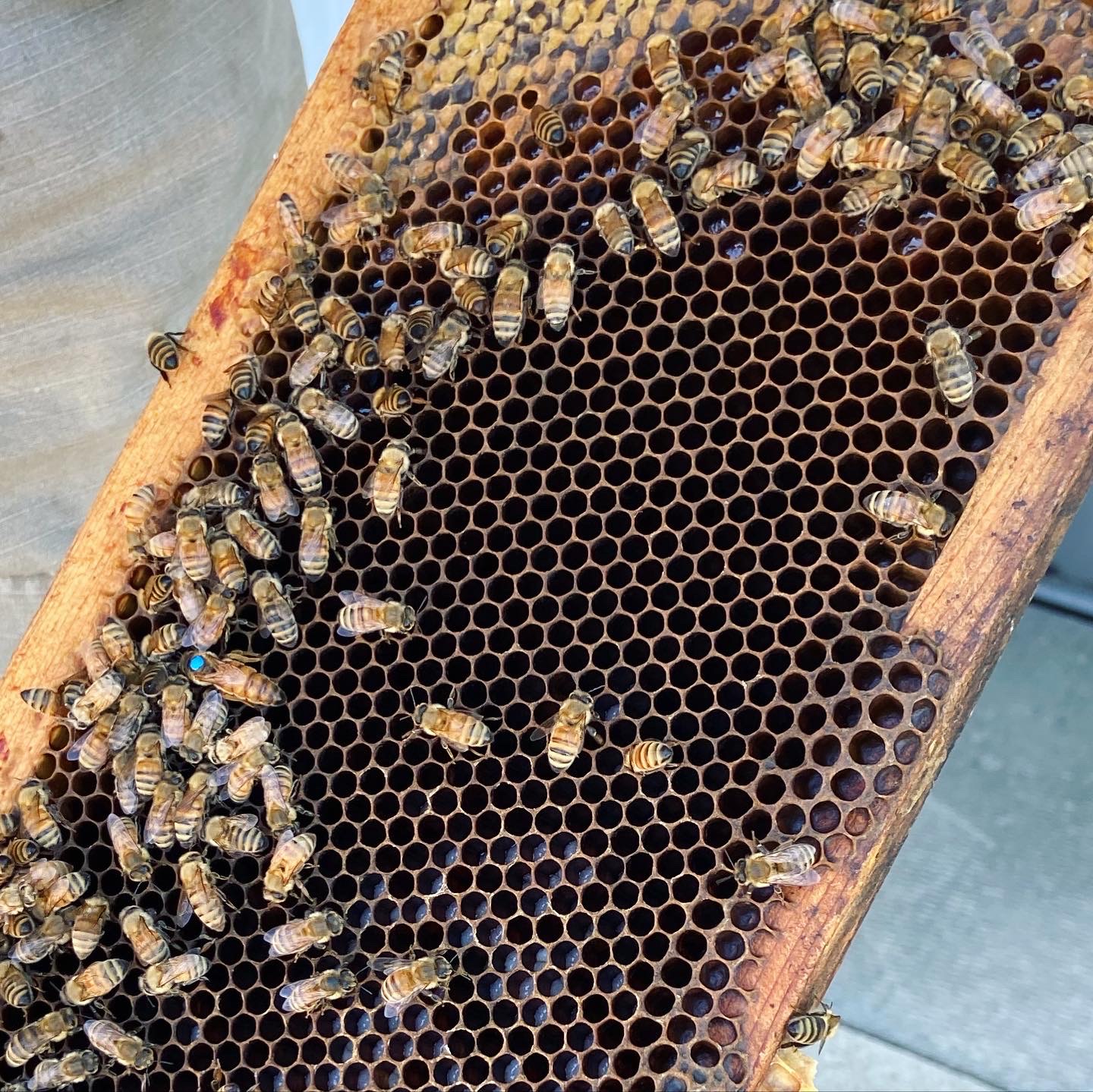Rooftop Bee Apiary